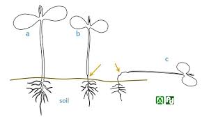 Image result for tomato seedling damping off