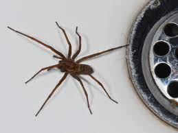 Wie bei den meiten inekten ind einige pinnenarten relativ harmlo und veruchen nur, andere inekten zu verchlingen und den kontakt mit menchen o weit wie möglich zu vermeiden. Spinnen In Haus Und Hof Arages E V