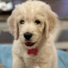 This page is updated regularly with our new goldendoodle litters. Goldendoodle Puppies In Texas