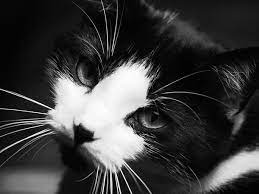 Noir Et Blanc Archive At Mon Monde A Moi Beaux Chats Chat Noir Et Blanc Jolis Chats