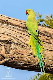 Green Bird With Red Ring Around Neck 10 Common Bird Photography Mistakes And Their Solutions Bird Photography Beautiful Birds Common Birds