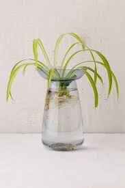 About 90% of the cactus body is devoted to holding and storing water. Aqua Culture Hydroponic Vase Vase Aqua Culture Avocado Plant