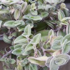 Image result for Tradescantia sillamontana