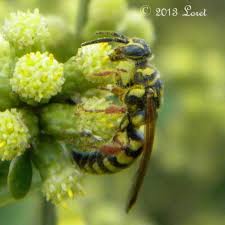 Image result for Entada bacillaris