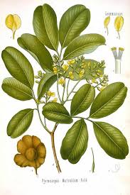 Image result for Cynanchum mossambicense