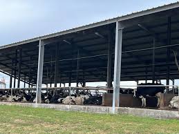 Dakin Dairy is for sale. Owner says it's time for a new generation