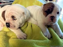 This breed was also targeted towards getting a healthier breed of bulldogs. Victorian Bulldogs Price 1 000 For Sale In Conway Arkansas Best Pets Online