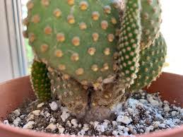 Cacti in genus of eriocacti (previously. What S This White Fluffy Stuff Growing At The Base Of My Cactus Is This Mold Succulents