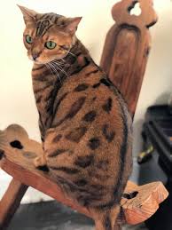 Click the small x to the right of a group's name and shelter # to report an error. Most Beautiful Cat In The World Seeks A New Home To Grace Peta