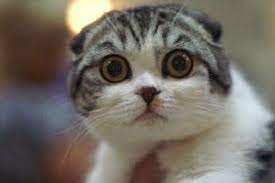 kisa tuylu kedilerde tuy bakimi scottish fold kittens komik kedi resimleri kedi