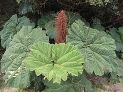Image result for Gunnera
