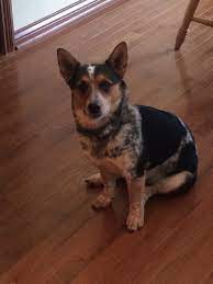 My Cowboy Corgi Jessie Cowboy Corgi Corgi Dog Cute Animals