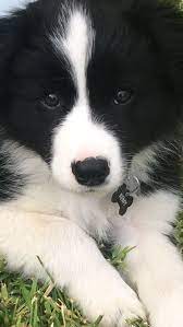 Border Collie Remy 8 Weeks Old Dogs And Puppies Puppies Dog Breeds