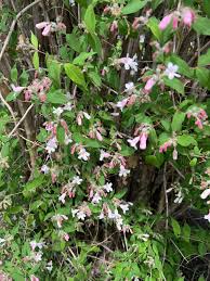 Image result for Pavetta zeyheri