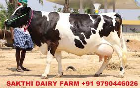 Hf Cow Jersey Cow For Sale In Tamilnadu Kerala Andra Pradesh On Engormix Ref 34659