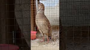 ويُعد هذا الطائر من أكثر الأنواع الفرعية النادرة الخمسة لطائر whimbrel، ويُقدر وجود حوالي 100 طائر منه فقط حول العالم. ØµÙˆØª ØµÙØ±Ø¯ Ø¨Ø§ÙƒØ³ØªØ§Ù†ÙŠ Youtube
