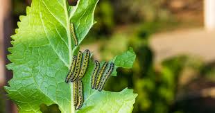 Image result for puklice švestková obrázek