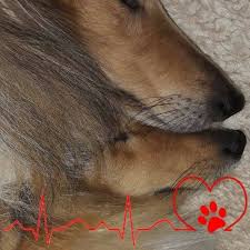 Geboren 2012, schwarz/grau, kastriert, sie kam ins tierheim, weil die besitzerin mit ihr überfordert war. Collies Und Sheltis Die Ein Zuhause Suchen Collie Sheltie Rescue Home Facebook