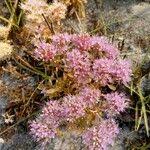 Image result for Faroa salutaris