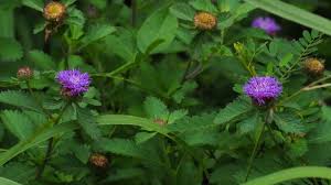 Image result for Centratherum