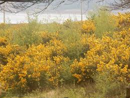 Image result for Tephrosia whyteana