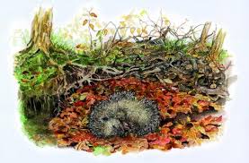 Eine lerngeschichte für kinder in kita, kindergarten und grundschule. Igel Aussehen Verhalten Und Infos Mein Schoner Garten