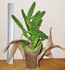 Image result for Stapelia gigantea