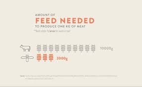 The high cost of animal feed and the disposal of large amounts of animal waste. 13 Reasons Why The Black Soldier Fly Is The Future Of Food And Feed 2020