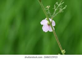 Image result for Urena lobata