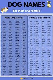 Dog Names 100 Most Popular Male And Female Dog Names 7esl
