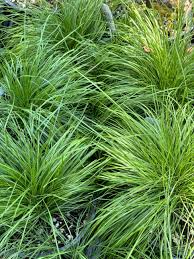 Image result for Deschampsia