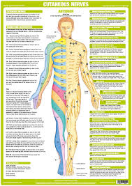 nervous system anatomy charts set of 6 nerve anatomy