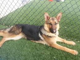 Breeder of european working bloodline german shepherds. Adopt Elsa On Petfinder German Shepherd Rescue Dog Breeder German Shepherd Dogs