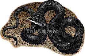 Full Color Illustration Of A Northern Black Racer Snake Northern Black Racer Snake Snake Black Racer Illustration