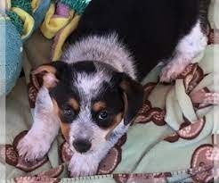 Seagraves hereford farms cowboy corgi s from corgi puppies for sale washington. Cowboy Corgi Verified Dog Breeders In Usa Page 1 10 Per Page Puppyfinder Com