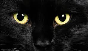 Considerado um dia de azar. Gato Preto Sexta Feira Treze 1680x977 Wallpaper Teahub Io