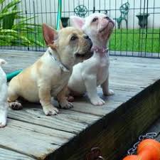 We did not find results for: French Bulldog Puppies For Sale In Va Hoobly