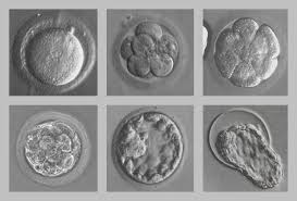 Science Links Baby Born From 20 Year Old Embryo Birth Control Could Slow Climate Change Human Embryo Science Links Science