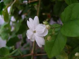 Check spelling or type a new query. Jasminum Sambac Wikipedia