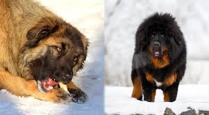 The tibetan mastiff is double coated. Caucasian Shepherd Vs Tibetan Mastiff What S The Difference
