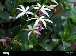 Image result for Phaius occidentalis