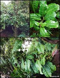 Image result for Xymalos monospora