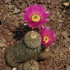 Maybe you would like to learn more about one of these? Lace Cactus Echinocereus Reichenbachii In Denver Centennial Littleton Aurora Parker Colorado Co At Tagawa Gardens