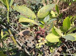 Image result for Warneckea sp.