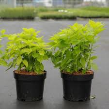 Image result for Chlorophytum krookianum