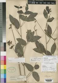 Image result for Sphenostylis erecta