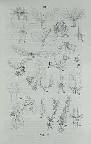 Image result for Canthium bugoyense