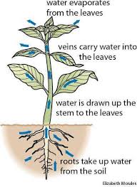 The process of losing water through the surface or skin of a body or a plant: Transpiration Definition Types Structure Of Stomata Sciencekeys