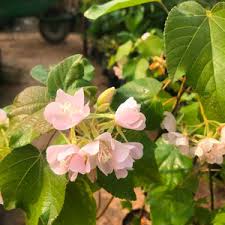 Image result for Dombeya lastii