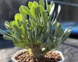 Image result for Dorstenia barnimiana